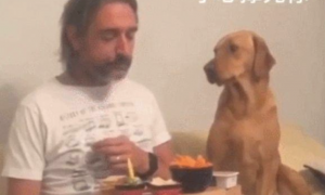 狗狗盯着食材看，当主人看它时，它却傲骄的转过头去假装不在乎！
