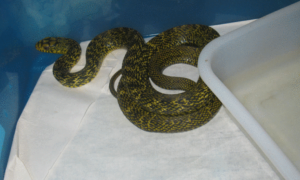 王锦蛇的生活习性：对环境温度非常敏感