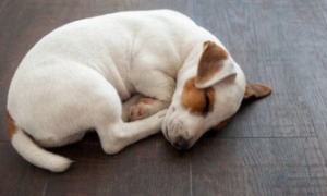 怎么训练狗狗卧下？