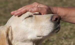 大家常常“摸狗头”，你了解在狗狗眼里代表哪些吗？