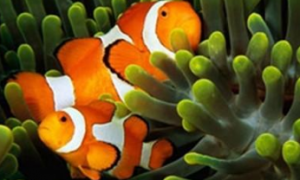 金边透红小丑鱼吃什么 注意喂食的科学性