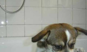 小奶狗拒绝洗澡，主人假装生闷气，下一秒狗的动作太可爱了