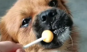 狗狗吃了糖怎么办？