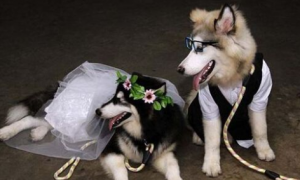 印度尼西亚 100多人见证阿拉斯加雪橇犬婚礼