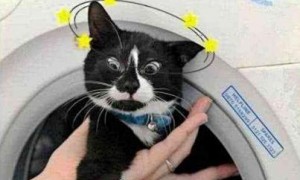 不小心把猫咪扔进洗衣机, 发现时笑抽了, 猫: 朕果然不能相信人类