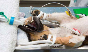 宠物呼吸麻醉是怎么回事？如何看待麻醉风险?