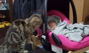 猫咪总是偷偷盯着婴儿，主人担心婴儿的安全，结果却让人笑喷