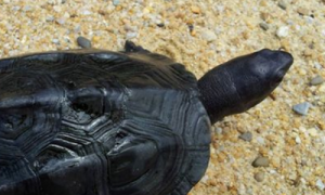 黑颈乌龟是国家几级保护动物？想知道的来看看！