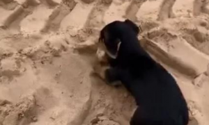 狗狗在沙滩挖洞，男子误以为狗狗贪玩，走近看不淡定了