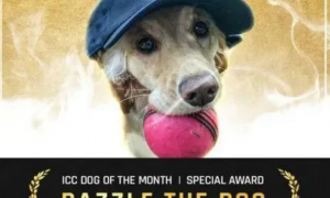 狗狗闯进板球比赛后，居然意外获封MVP！