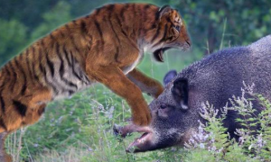喜马拉雅山下出现一老虎，尾随野猪伺机捕杀，却双双掉进水井淹