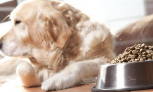 狗狗摄入大量的蛋白质对身体好吗？