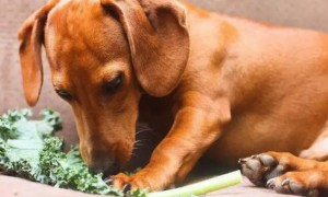 对于狗狗来说，要每天吃蔬菜吗?
