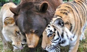 世界上唯一一个“熊狮虎”组合：感动了无数人，如今仅剩一位在世