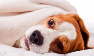 太早绝育手术对小狗有哪些危害？