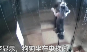 监控实拍!粗心狗主人把狗忘在电梯内,电梯升起狗被吊在半空