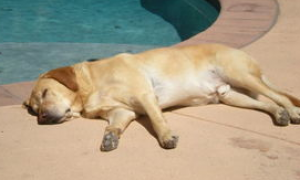 夏天如何帮狗狗做好防虫工作，狗狗夏季养护知识！