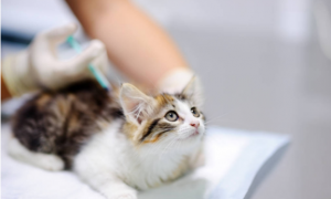 猫咪生病了怎么办？这几种疾病在家治疗比去宠物医院靠谱