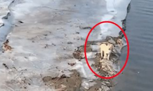 小狗被困在河边，网友跳下去救上来后，它头也不回的走了