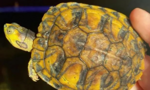 黄耳龟怎么分辨公和母呢？为什么？