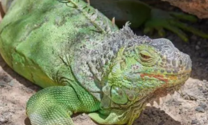绿鬣蜥喜欢吃什么 绿鬣蜥喜欢吃高钙绿色植物