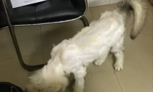 金毛刮毛之后判若两狗，样子惨不忍睹，网民：美发师技术性很差