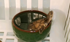 养龟科普系列2——黄喉拟水龟(小青龟)