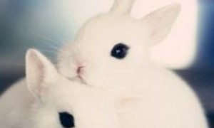 海棠兔怎么挑选 从外观来挑选海棠兔