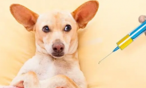 狗怎样打疫苗，如何选择预苗？