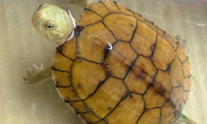 黄喉拟水龟寿命有多长？有没有出乎你的意料