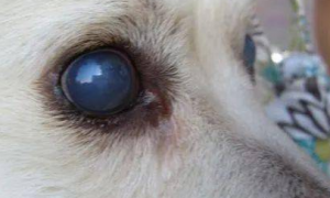为什么有些狗狗的眼睛会变混浊？