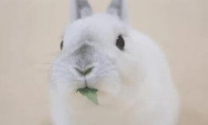 荷兰兔和荷兰猫一样，最经典的就是脸部有v字形的白色区块