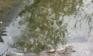 铜板狂丢长吻鳄 木栅动物园展区被当许愿池