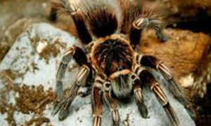 秘鲁金铜蜘蛛适合养吗？
