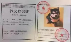 上海狗证怎么办理？