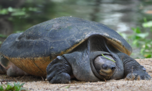 马来西亚巨龟能吃什么食物？