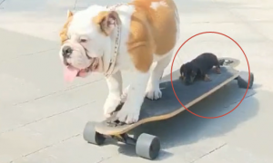 法斗带小黑狗玩滑板，小黑狗在上面慌得很，狗子：你是哥哥，咱别玩了！