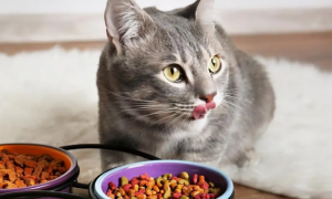 猫吃狗粮呕吐怎么办？