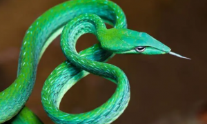 绿叶林间的绿色精灵：绿瘦蛇