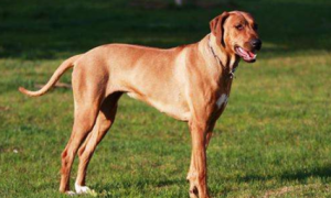 格雷伊猎犬的性格外貌特征是什么？