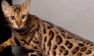 稀有奢华的阿瑟拉猫，是世界上最贵的猫，一只价值60余万元！