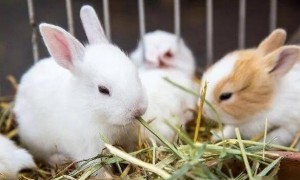 在秋季如何科学养兔子？养兔子诀窍