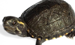 果核泥龟是热带龟吗？