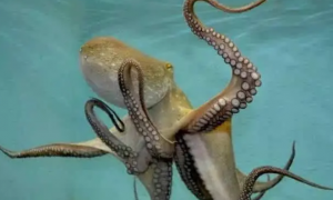 章鱼“恶名”的由来，这个奇特的物种几乎全身都是谜团