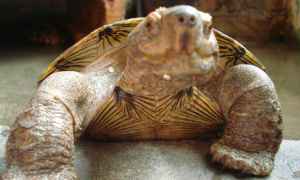 亚洲巨龟腐皮怎么办？