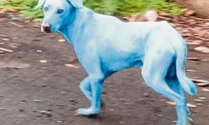 长相怪异的流浪狗，全身长蓝色毛发像怪物，真相太可恶！