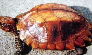 缘翘陆龟最低饲养温度是多少？