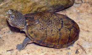 虎纹麝香龟可以冬眠吗?