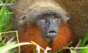 卡奎塔红须伶猴是什么动物？来看看吧