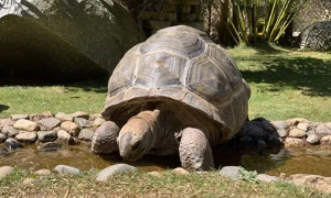 亚达伯拉象龟属于几级保护动物？
